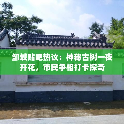 邹城贴吧热议：神秘古树一夜开花，市民争相打卡探奇