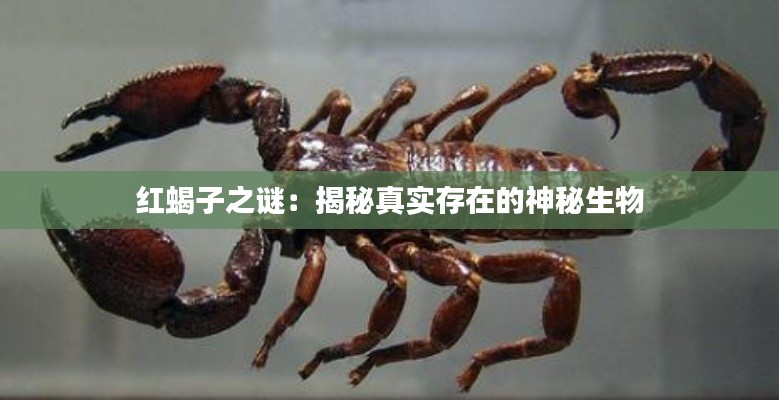 红蝎子之谜：揭秘真实存在的神秘生物