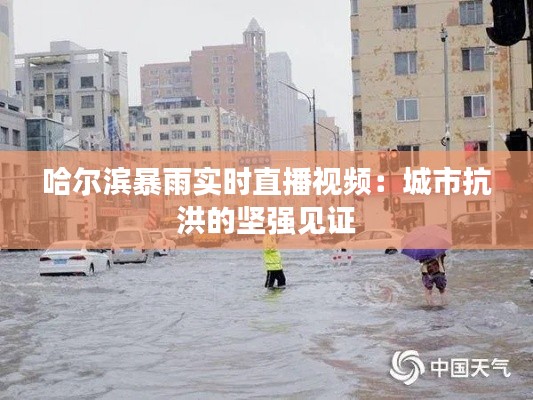 哈尔滨暴雨实时直播视频：城市抗洪的坚强见证