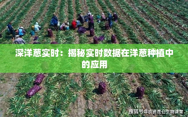 深洋葱实时：揭秘实时数据在洋葱种植中的应用