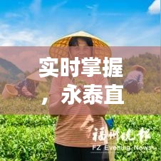 实时掌握，永泰直销茶叶价格动态——最新价格表解析