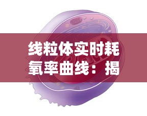 线粒体实时耗氧率曲线：揭示细胞能量代谢的动态奥秘