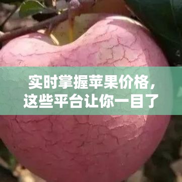 实时掌握苹果价格，这些平台让你一目了然