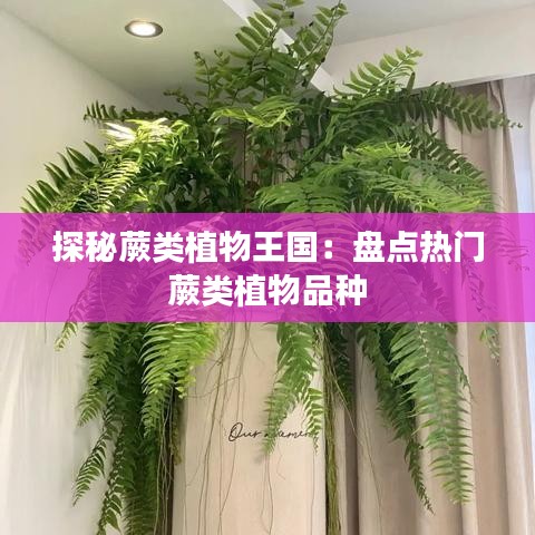 探秘蕨类植物王国：盘点热门蕨类植物品种