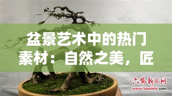 盆景艺术中的热门素材：自然之美，匠心独运