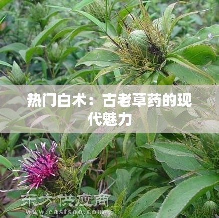 热门白术：古老草药的现代魅力