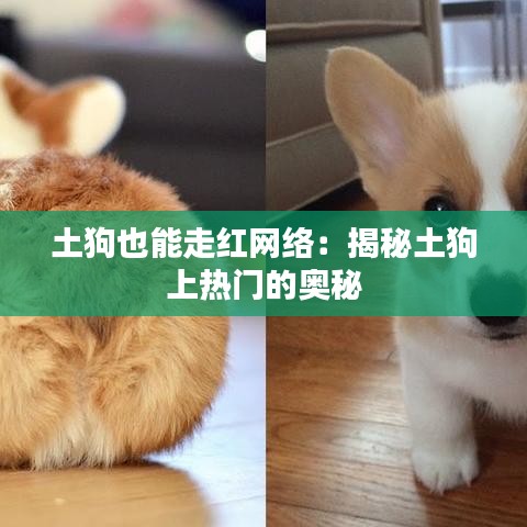 土狗也能走红网络：揭秘土狗上热门的奥秘