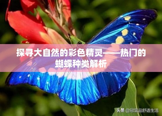 探寻大自然的彩色精灵——热门的蝴蝶种类解析