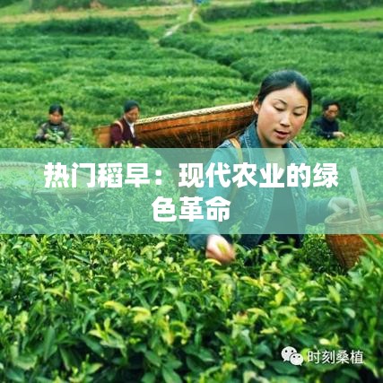 热门稻早：现代农业的绿色革命