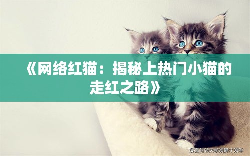 《网络红猫：揭秘上热门小猫的走红之路》