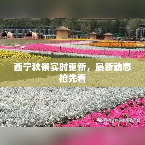 西宁秋景实时更新，最新动态抢先看