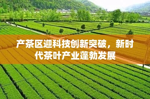 产茶区迎科技创新突破，新时代茶叶产业蓬勃发展