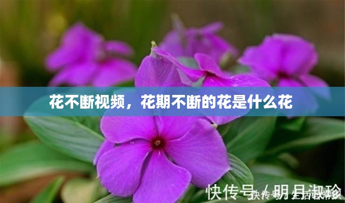 花不断视频，花期不断的花是什么花 