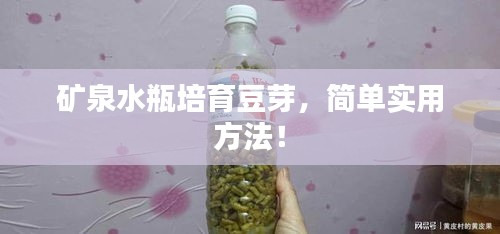 矿泉水瓶培育豆芽，简单实用方法！