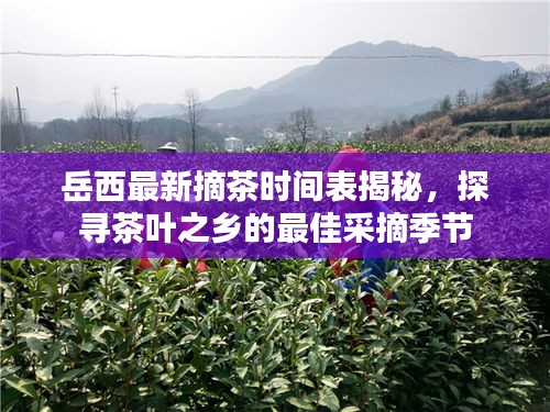 岳西最新摘茶时间表揭秘，探寻茶叶之乡的最佳采摘季节