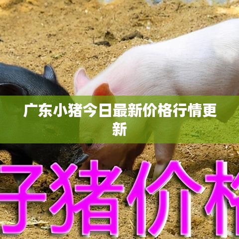 广东小猪今日最新价格行情更新