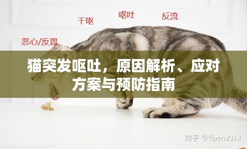 猫突发呕吐，原因解析、应对方案与预防指南