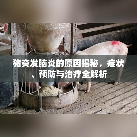 猪突发脑炎的原因揭秘，症状、预防与治疗全解析