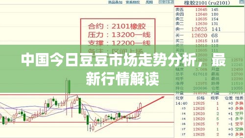 中国今日豆豆市场走势分析，最新行情解读