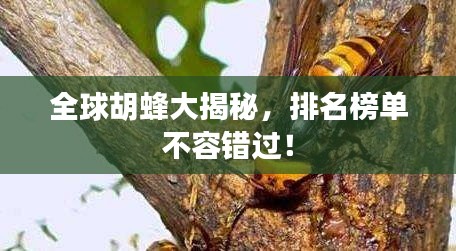 全球胡蜂大揭秘，排名榜单不容错过！