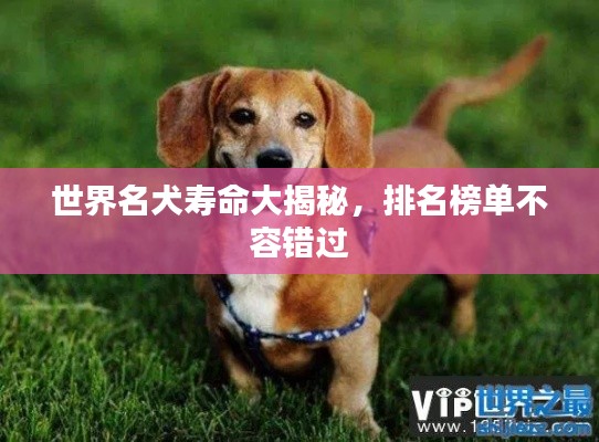 世界名犬寿命大揭秘，排名榜单不容错过