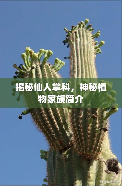 揭秘仙人掌科，神秘植物家族简介