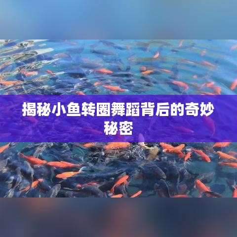 揭秘小鱼转圈舞蹈背后的奇妙秘密