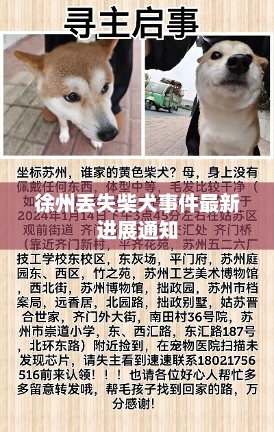 徐州丢失柴犬事件最新进展通知