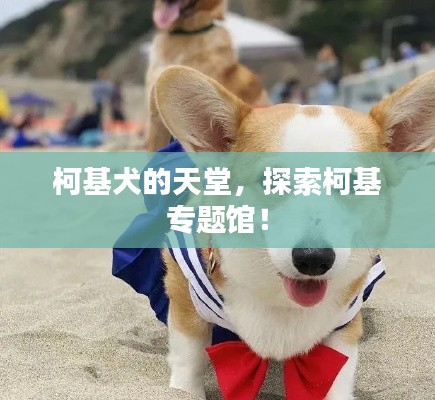 柯基犬的天堂，探索柯基专题馆！