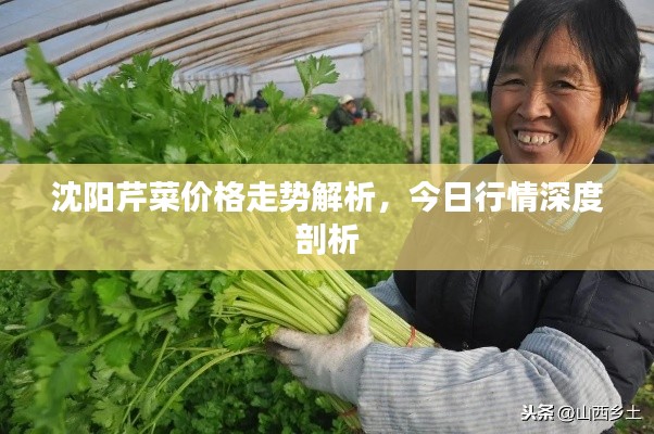 沈阳芹菜价格走势解析，今日行情深度剖析