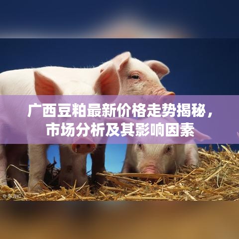 广西豆粕最新价格走势揭秘，市场分析及其影响因素