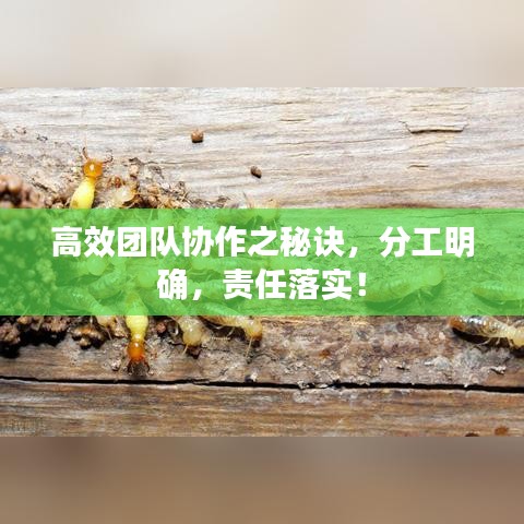 高效团队协作之秘诀，分工明确，责任落实！