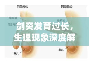 剑突发育过长，生理现象深度解析