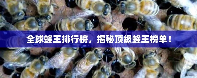 全球蜂王排行榜，揭秘顶级蜂王榜单！