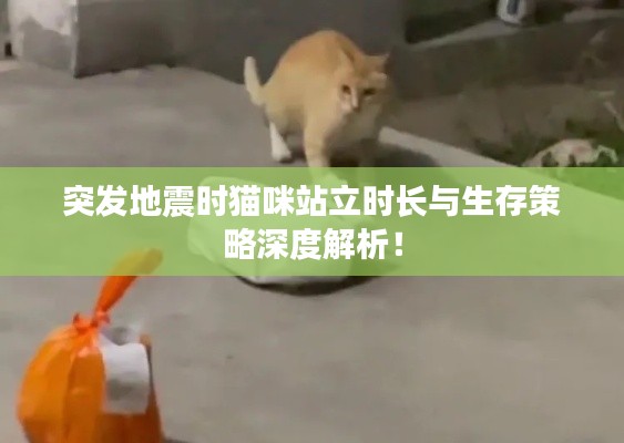 突发地震时猫咪站立时长与生存策略深度解析！