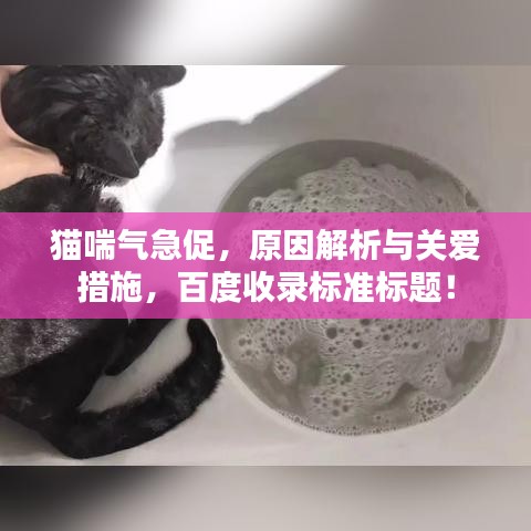 猫喘气急促，原因解析与关爱措施，百度收录标准标题！