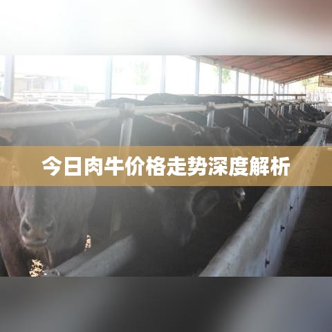 今日肉牛价格走势深度解析