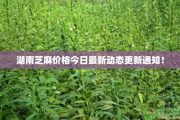 湖南芝麻价格今日最新动态更新通知！