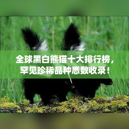 全球黑白熊猫十大排行榜，罕见珍稀品种悉数收录！