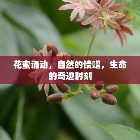 花蜜涌动，自然的馈赠，生命的奇迹时刻