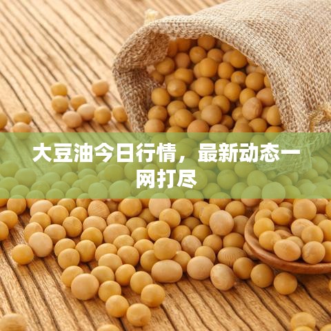 大豆油今日行情，最新动态一网打尽