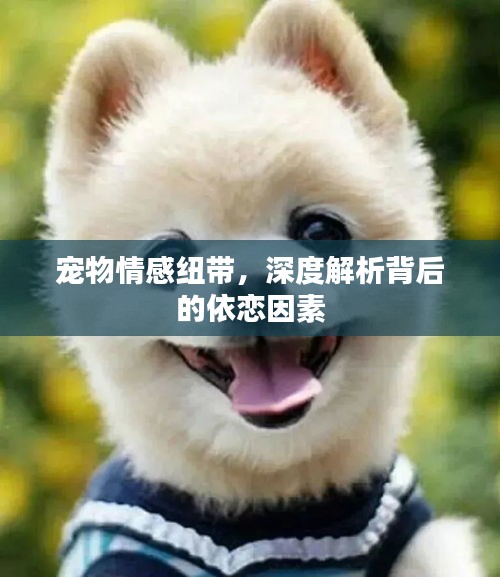 宠物情感纽带，深度解析背后的依恋因素